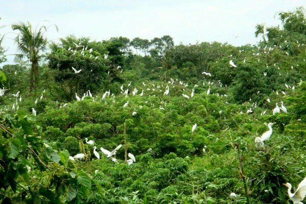 Sổ tay du lịch so tay du lich Sotaydulich Sotay Dulich Khampha Kham Pha Bui Vuon co Bang Lang