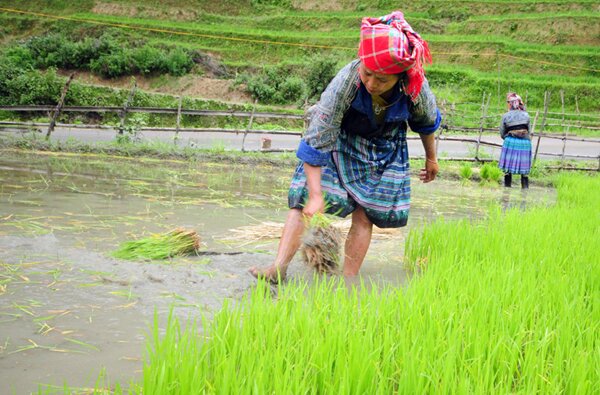 Sổ tay du lịch so tay du lich Sotaydulich Sotay Dulich Khampha Kham Pha BuiCanh dep ruong bac thang mua nuoc do o Tu Le