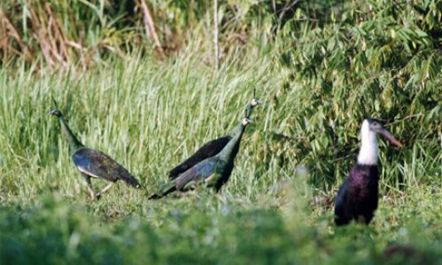 Sổ tay du lịch so tay du lich Sotaydulich Sotay Dulich Khampha Kham Pha Bui Hanh trinh den cac khu Ramsar o Viet Nam 