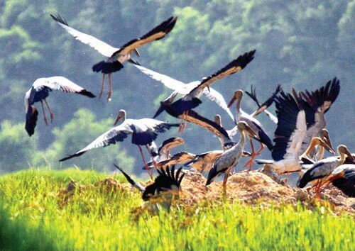 Sổ tay du lịch so tay du lich Sotaydulich Sotay Dulich Khampha Kham Pha Bui Hanh trinh den cac khu Ramsar o Viet Nam 