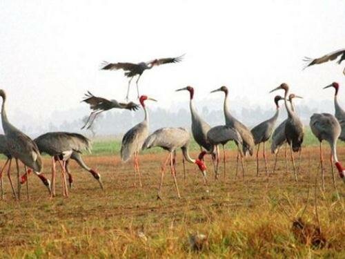 Sổ tay du lịch so tay du lich Sotaydulich Sotay Dulich Khampha Kham Pha Bui Hanh trinh den cac khu Ramsar o Viet Nam 