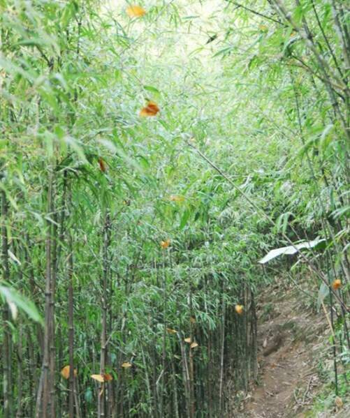 Sổ tay du lịch so tay du lich Sotaydulich Sotay Dulich Khampha Kham Pha Bui Ta van xuat hien nhieu buom vang thu hut du khach