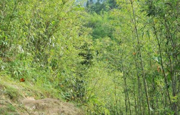 Sổ tay du lịch so tay du lich Sotaydulich Sotay Dulich Khampha Kham Pha Bui Ta van xuat hien nhieu buom vang thu hut du khach