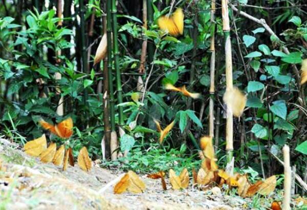 Sổ tay du lịch so tay du lich Sotaydulich Sotay Dulich Khampha Kham Pha Bui Ta van xuat hien nhieu buom vang thu hut du khach