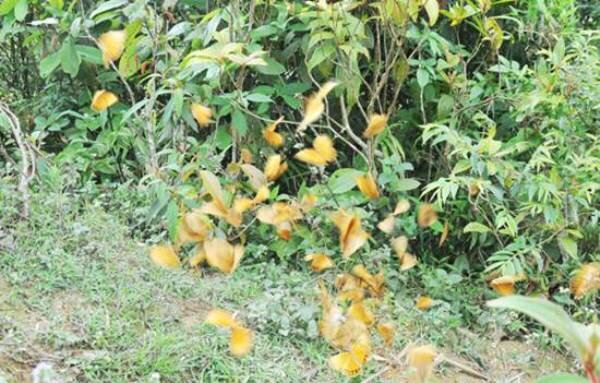 Sổ tay du lịch so tay du lich Sotaydulich Sotay Dulich Khampha Kham Pha Bui Ta van xuat hien nhieu buom vang thu hut du khach