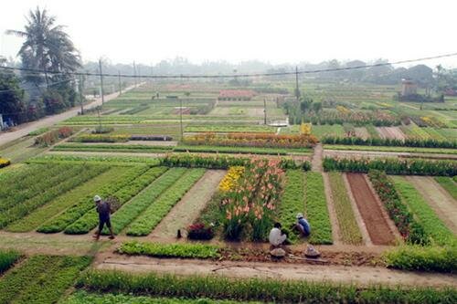 Sổ tay du lịch so tay du lich Sotaydulich Sotay Dulich Khampha Kham Pha Bui Ve Tra Que trong rau