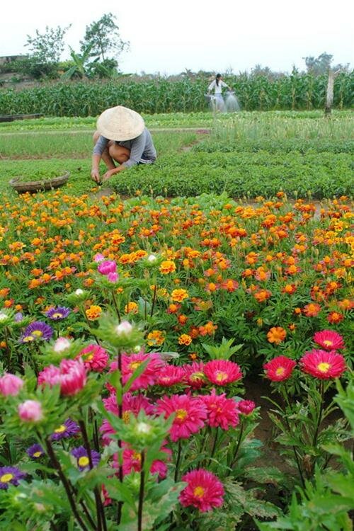 Sổ tay du lịch so tay du lich Sotaydulich Sotay Dulich Khampha Kham Pha Bui Ve Tra Que trong rau