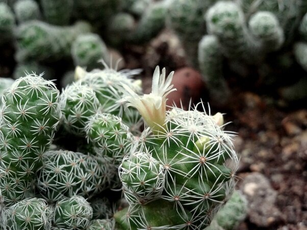 Sổ tay du lịch so tay du lich Sotaydulich Sotay Dulich Khampha Kham Pha Bui Vuon thuc vat Cloud Forest va Flower Dome co gi