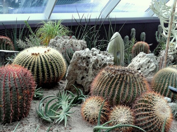 Sổ tay du lịch so tay du lich Sotaydulich Sotay Dulich Khampha Kham Pha Bui Vuon thuc vat Cloud Forest va Flower Dome co gi