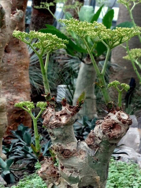 Sổ tay du lịch so tay du lich Sotaydulich Sotay Dulich Khampha Kham Pha Bui Vuon thuc vat Cloud Forest va Flower Dome co gi