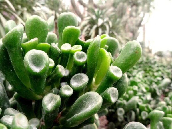 Sổ tay du lịch so tay du lich Sotaydulich Sotay Dulich Khampha Kham Pha Bui Vuon thuc vat Cloud Forest va Flower Dome co gi