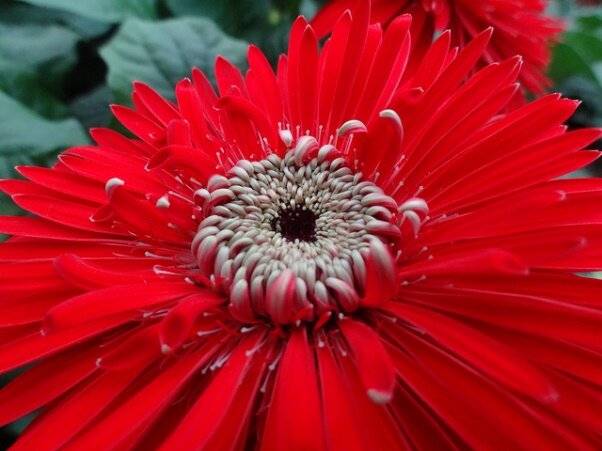 Sổ tay du lịch so tay du lich Sotaydulich Sotay Dulich Khampha Kham Pha Bui Vuon thuc vat Cloud Forest va Flower Dome co gi