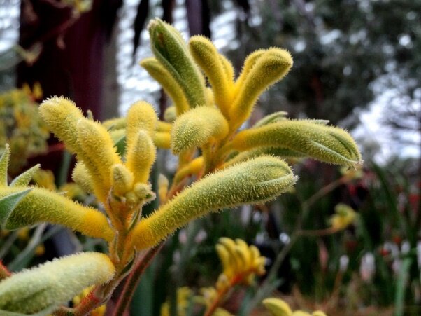 Sổ tay du lịch so tay du lich Sotaydulich Sotay Dulich Khampha Kham Pha Bui Vuon thuc vat Cloud Forest va Flower Dome co gi
