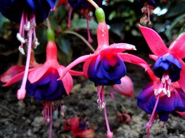 Sổ tay du lịch so tay du lich Sotaydulich Sotay Dulich Khampha Kham Pha Bui Vuon thuc vat Cloud Forest va Flower Dome co gi