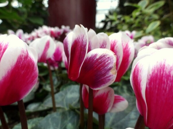 Sổ tay du lịch so tay du lich Sotaydulich Sotay Dulich Khampha Kham Pha Bui Vuon thuc vat Cloud Forest va Flower Dome co gi