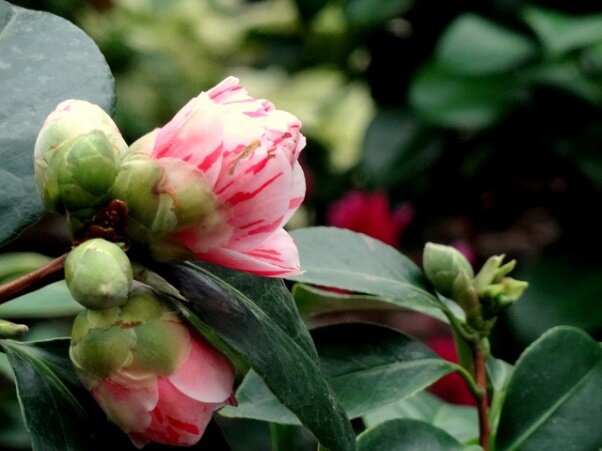 Sổ tay du lịch so tay du lich Sotaydulich Sotay Dulich Khampha Kham Pha Bui Vuon thuc vat Cloud Forest va Flower Dome co gi