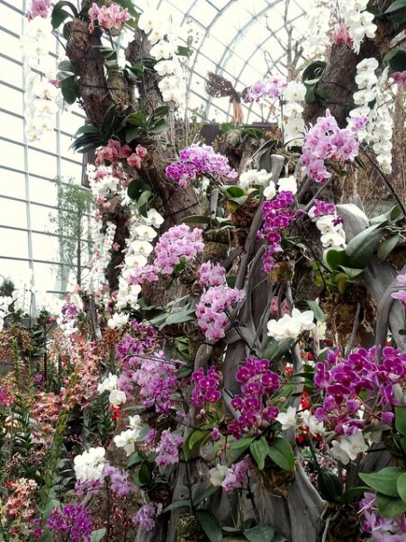 Sổ tay du lịch so tay du lich Sotaydulich Sotay Dulich Khampha Kham Pha Bui Vuon thuc vat Cloud Forest va Flower Dome co gi