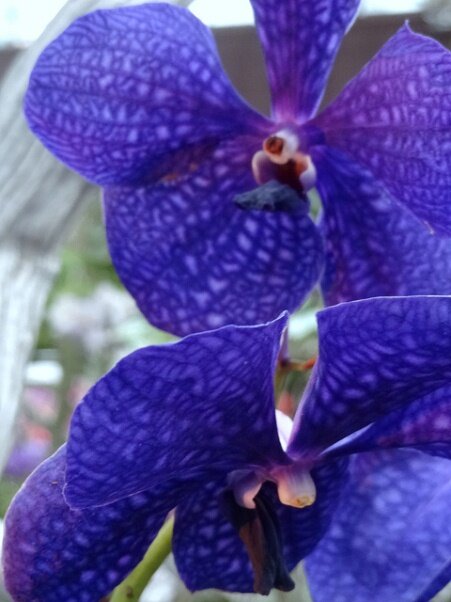 Sổ tay du lịch so tay du lich Sotaydulich Sotay Dulich Khampha Kham Pha Bui Vuon thuc vat Cloud Forest va Flower Dome co gi