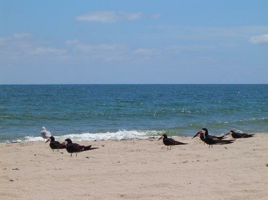 Sổ tay du lịch so tay du lich Sotaydulich Sotay Dulich Khampha Kham Pha Bui Net doc dao o Pompano Beach 