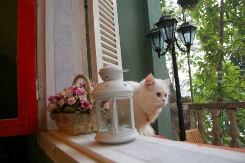 Sổ tay du lịch so tay du lich Sotaydulich Sotay Dulich Khampha Kham Pha Bui Nhung quan cafe phong cach vintage o Ha Noi