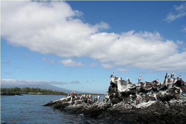 Sổ tay du lịch so tay du lich Sotaydulich Sotay Dulich Khampha Kham Pha Bui Galapagos Ve dep nguyen sinh 