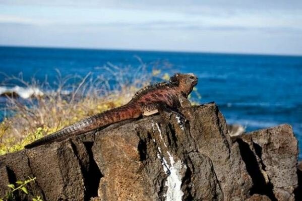 Sổ tay du lịch so tay du lich Sotaydulich Sotay Dulich Khampha Kham Pha Bui Galapagos Ve dep nguyen sinh 