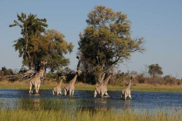 Sổ tay du lịch so tay du lich Sotaydulich Sotay Dulich Khampha Kham Pha Bui Đồng bằng sông Okavango