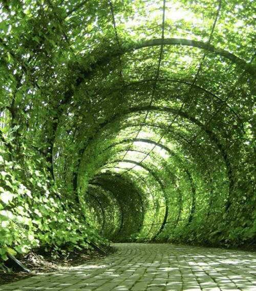 Sổ tay du lịch so tay du lich Sotaydulich Sotay Dulich Khampha Kham Pha Bui Alnvika khu vườn độc dược ở Anh 