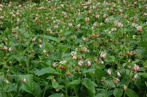 Sổ tay du lịch so tay du lich Sotaydulich Sotay Dulich Khampha Kham Pha Bui Alnvika khu vườn độc dược ở Anh 