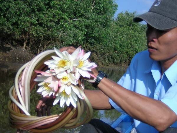 Sổ tay du lịch so tay du lich Sotaydulich Sotay Dulich Khampha Kham Pha Bui Khám phá Vườn Quốc gia Tràm Chim