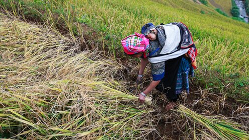 Sổ tay du lịch so tay du lich Sotaydulich Sotay Dulich Khampha Kham Pha Bui Mùa lúa chín vàng ở Mù Cang Chải