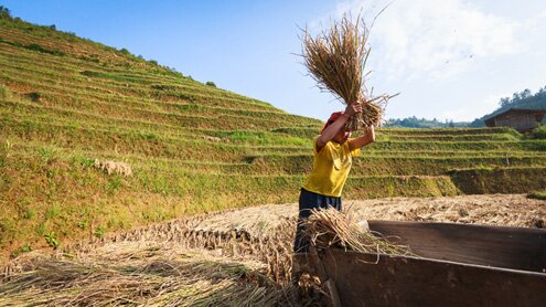 Sổ tay du lịch so tay du lich Sotaydulich Sotay Dulich Khampha Kham Pha Bui Mùa lúa chín vàng ở Mù Cang Chải