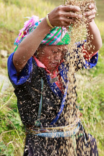 Sổ tay du lịch so tay du lich Sotaydulich Sotay Dulich Khampha Kham Pha Bui Mùa lúa chín vàng ở Mù Cang Chải
