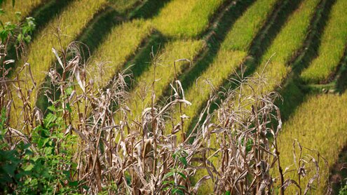 Sổ tay du lịch so tay du lich Sotaydulich Sotay Dulich Khampha Kham Pha Bui Mùa lúa chín vàng ở Mù Cang Chải