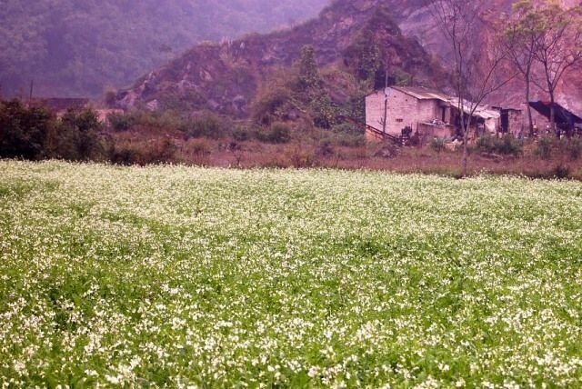 Sổ tay du lịch so tay du lich Sotaydulich Sotay Dulich Khampha Kham Pha Bui Mộc Châu điểm dến thu hút giới trẻ