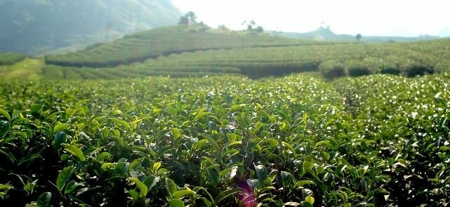 Sổ tay du lịch so tay du lich Sotaydulich Sotay Dulich Khampha Kham Pha Bui Mộc Châu điểm dến thu hút giới trẻ