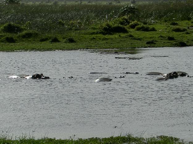 Sổ tay du lịch so tay du lich Sotaydulich Sotay Dulich Khampha Kham Pha Bui Khu bảo tồn thiên nhiên Vịnh Kosi ở Kwazulu Natal