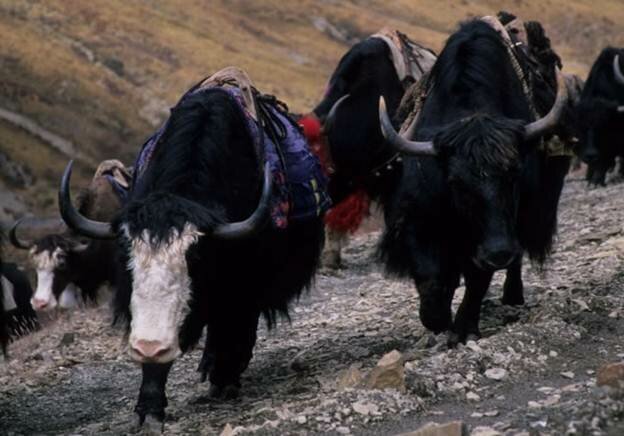 Sổ tay du lịch so tay du lich Sotaydulich Sotay Dulich Khampha Kham Pha Bui Kinh nghiệm du lịch Bhutan quá dễ để nhập cảnh 