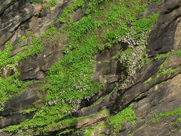Sổ tay du lịch so tay du lich Sotaydulich Sotay Dulich Khampha Kham Pha Bui Thác Jog Ngọn thác hùng vĩ ở Ấn Độ