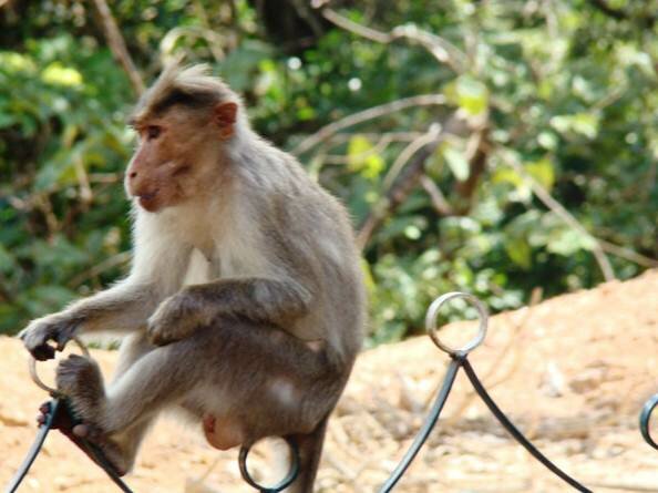 Sổ tay du lịch so tay du lich Sotaydulich Sotay Dulich Khampha Kham Pha Bui Thác Jog Ngọn thác hùng vĩ ở Ấn Độ