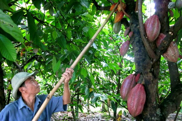 Sổ tay du lịch so tay du lich Sotaydulich Sotay Dulich Khampha Kham Pha Bui Du lịch miệt vườn ở huyện Phong Điền