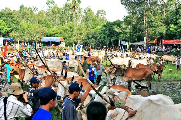 Sổ tay du lịch so tay du lich Sotaydulich Sotay Dulich Khampha Kham Pha Bui Hội đua bò ở An Giang