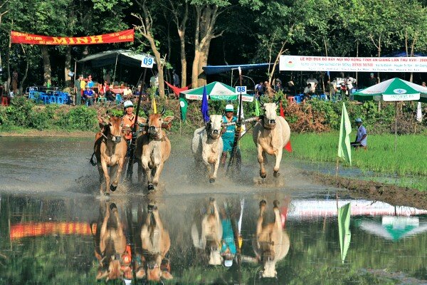 Sổ tay du lịch so tay du lich Sotaydulich Sotay Dulich Khampha Kham Pha Bui Hội đua bò ở An Giang