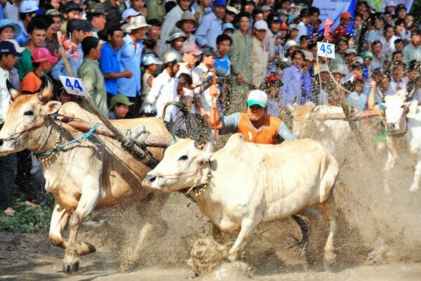 Sổ tay du lịch so tay du lich Sotaydulich Sotay Dulich Khampha Kham Pha Bui Hội đua bò ở An Giang