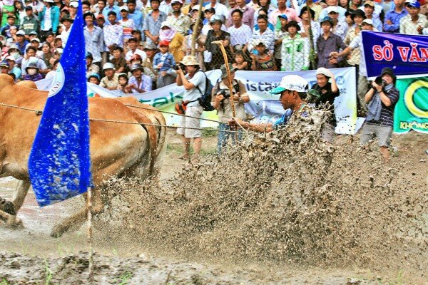 Sổ tay du lịch so tay du lich Sotaydulich Sotay Dulich Khampha Kham Pha Bui Hội đua bò ở An Giang