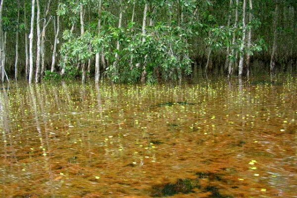 Sổ tay du lịch so tay du lich Sotaydulich Sotay Dulich Khampha Kham Pha Bui Chơi rừng Trà Sư