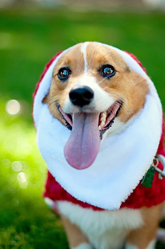 Sổ tay du lịch so tay du lich Sotaydulich Sotay Dulich Khampha Kham Pha Bui Hình ảnh ngỗ nghĩnh về động vật trong mùa noel