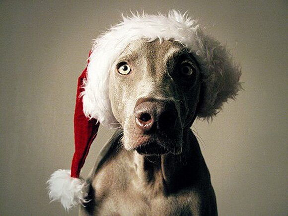 Sổ tay du lịch so tay du lich Sotaydulich Sotay Dulich Khampha Kham Pha Bui Hình ảnh ngỗ nghĩnh về động vật trong mùa noel