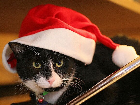 Sổ tay du lịch so tay du lich Sotaydulich Sotay Dulich Khampha Kham Pha Bui Hình ảnh ngỗ nghĩnh về động vật trong mùa noel