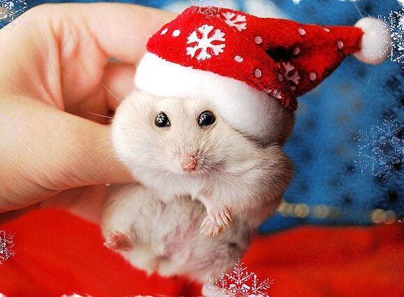 Sổ tay du lịch so tay du lich Sotaydulich Sotay Dulich Khampha Kham Pha Bui Hình ảnh ngỗ nghĩnh về động vật trong mùa noel